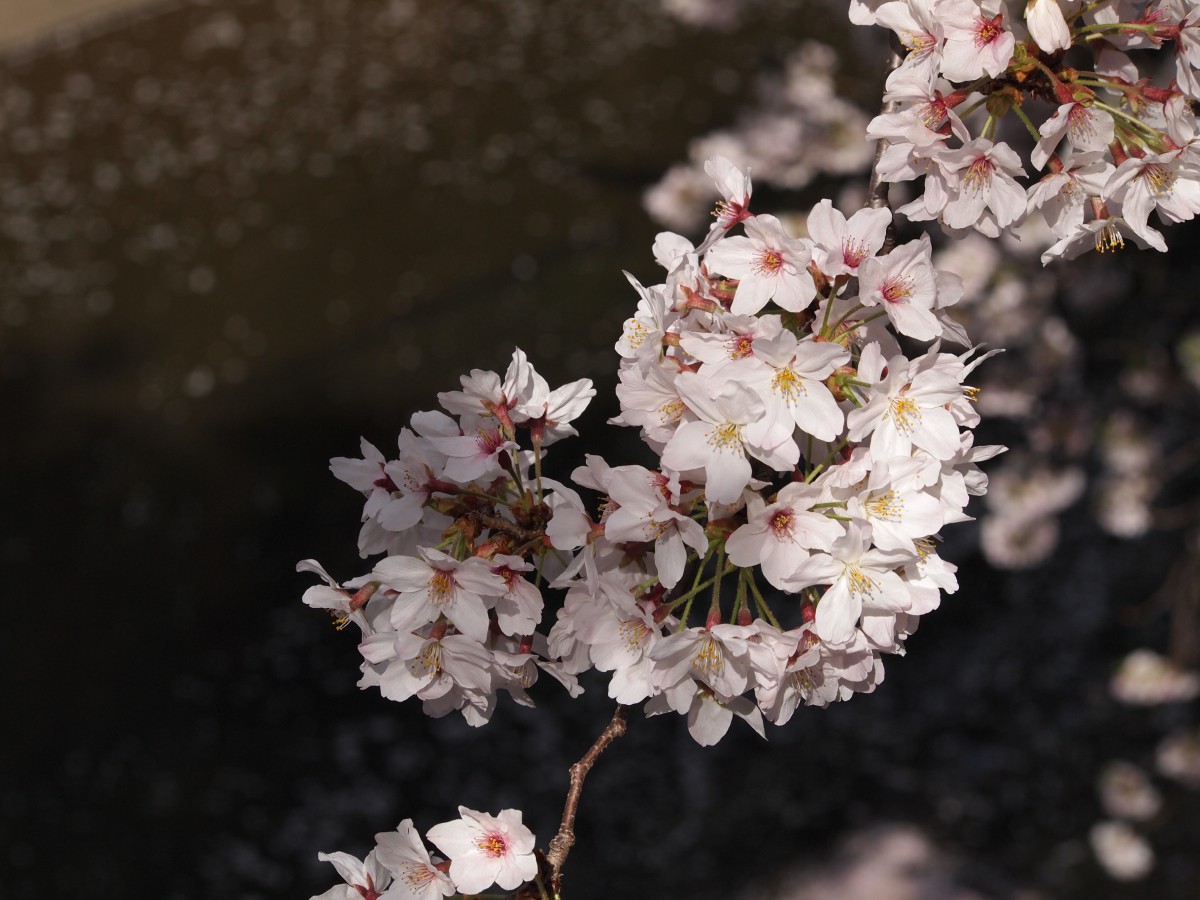 桜14